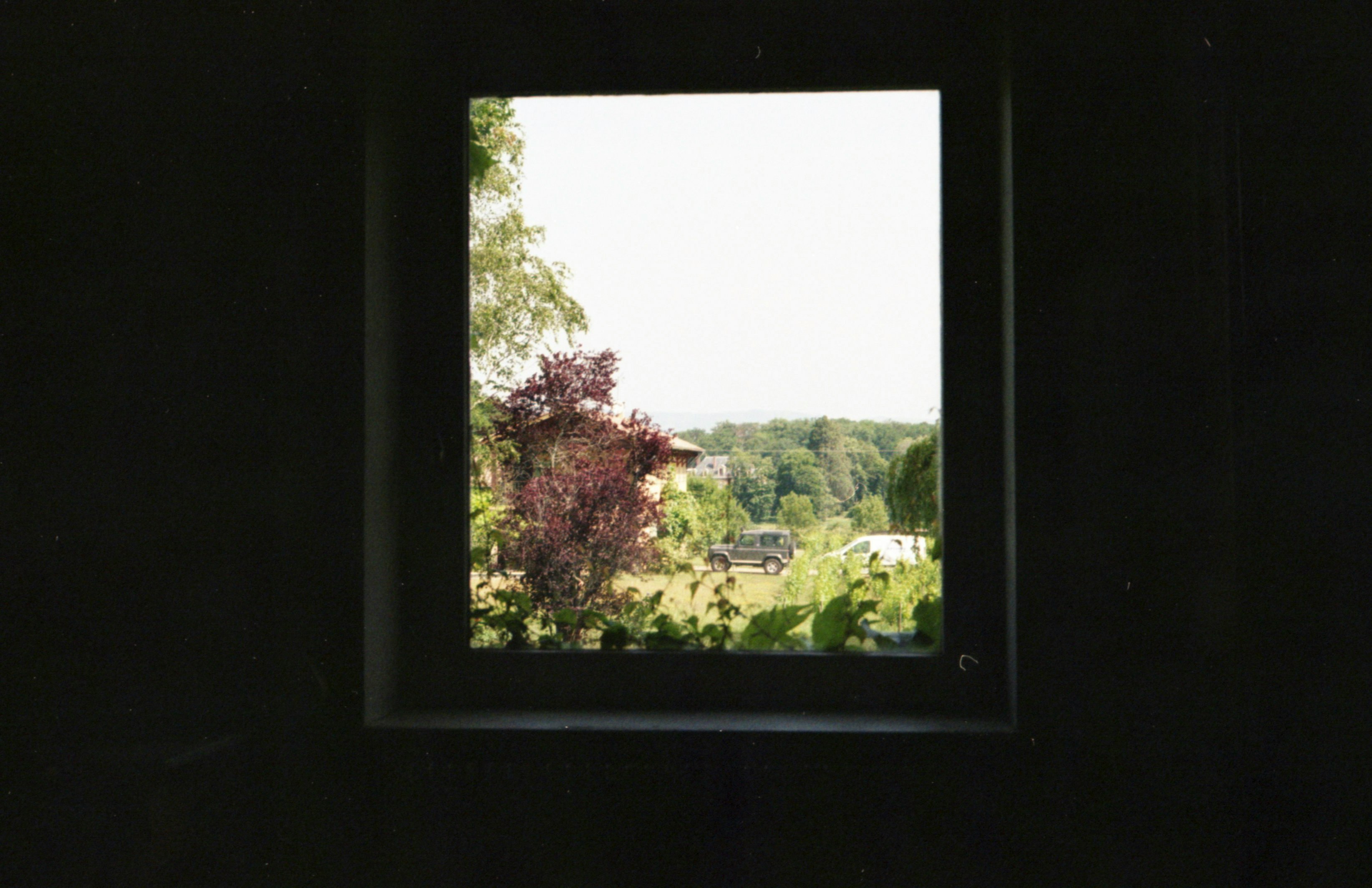 green trees and green grass field